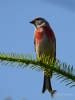 Filename=167_fotowilga~56.JPG
Filesize=220KB
Dimensions=525x700
Date added=Jul 10, 2019 167_fotowilga~56.JPG