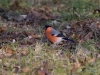 167_fotowilga~59.JPG