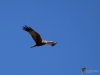 167_fotowilga~60.JPG