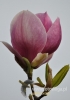 Filename=168_fotowilga~15.JPG
Filesize=42KB
Dimensions=339x480
Date added=Mar 13, 2015 168_fotowilga~15.JPG