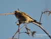 Filename=168_fotowilga~26.JPG
Filesize=85KB
Dimensions=617x480
Date added=Apr 28, 2016 168_fotowilga~26.JPG