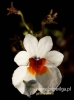 Filename=168_fotowilga~39.JPG
Filesize=58KB
Dimensions=357x480
Date added=Feb 18, 2017 168_fotowilga~39.JPG
