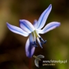 Filename=168_fotowilga~41.JPG
Filesize=62KB
Dimensions=480x480
Date added=Mar 20, 2017 168_fotowilga~41.JPG