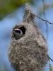 Filename=168_fotowilga~45.JPG
Filesize=276KB
Dimensions=525x700
Date added=Apr 25, 2017 168_fotowilga~45.JPG