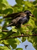 Filename=168_fotowilga~46.JPG
Filesize=278KB
Dimensions=525x700
Date added=May 08, 2017 168_fotowilga~46.JPG