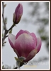 Filename=169_fotowilga~13.JPG
Filesize=47KB
Dimensions=347x480
Date added=Mar 11, 2015 169_fotowilga~13.JPG