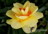 Filename=169_fotowilga~32.JPG
Filesize=79KB
Dimensions=640x457
Date added=Mar 06, 2017 169_fotowilga~32.JPG