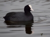 Filename=169_fotowilga~55.JPG
Filesize=188KB
Dimensions=700x525
Date added=Jun 02, 2019 169_fotowilga~55.JPG