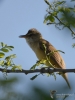 Filename=169_fotowilga~56.JPG
Filesize=225KB
Dimensions=525x700
Date added=Jun 07, 2019 169_fotowilga~56.JPG