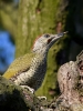 Filename=169_fotowilga~57.JPG
Filesize=300KB
Dimensions=525x700
Date added=Jul 04, 2019 169_fotowilga~57.JPG