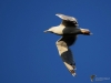 Filename=169_fotowilga~59.JPG
Filesize=197KB
Dimensions=700x525
Date added=Jul 26, 2019 169_fotowilga~59.JPG
