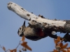 Filename=169_fotowilga~60.JPG
Filesize=215KB
Dimensions=700x525
Date added=Mar 25, 2020 169_fotowilga~60.JPG