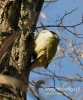 Filename=170_fotowilga~28.JPG
Filesize=94KB
Dimensions=400x480
Date added=Feb 10, 2016 170_fotowilga~28.JPG