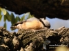 Filename=170_fotowilga~33.JPG
Filesize=115KB
Dimensions=640x476
Date added=Apr 29, 2016 170_fotowilga~33.JPG