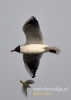 Filename=170_fotowilga~34.JPG
Filesize=40KB
Dimensions=343x480
Date added=May 05, 2016 170_fotowilga~34.JPG