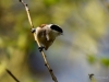 Filename=170_fotowilga~45.JPG
Filesize=235KB
Dimensions=700x525
Date added=Apr 12, 2017 170_fotowilga~45.JPG