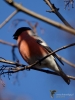 Filename=170_fotowilga~55.JPG
Filesize=244KB
Dimensions=525x700
Date added=Mar 31, 2018 170_fotowilga~55.JPG