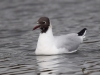 Filename=170_fotowilga~59.JPG
Filesize=223KB
Dimensions=700x525
Date added=May 06, 2019 170_fotowilga~59.JPG