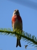 Filename=170_fotowilga~62.JPG
Filesize=234KB
Dimensions=525x700
Date added=Jul 07, 2019 170_fotowilga~62.JPG