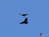 Filename=170_fotowilga~64.JPG
Filesize=198KB
Dimensions=700x525
Date added=May 12, 2020 170_fotowilga~64.JPG