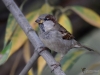 Filename=171_fotowilga~29.JPG
Filesize=265KB
Dimensions=700x525
Date added=Feb 17, 2019 171_fotowilga~29.JPG