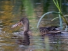 Filename=171_fotowilga~38.JPG
Filesize=304KB
Dimensions=700x525
Date added=Jan 12, 2019 171_fotowilga~38.JPG
