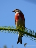 Filename=171_fotowilga~51.JPG
Filesize=224KB
Dimensions=525x700
Date added=Jul 14, 2019 171_fotowilga~51.JPG