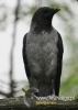 Filename=172_fotowilga~22.JPG
Filesize=70KB
Dimensions=343x480
Date added=Mar 01, 2016 172_fotowilga~22.JPG