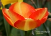 Filename=172_fotowilga~23.JPG
Filesize=78KB
Dimensions=640x457
Date added=Apr 24, 2016 172_fotowilga~23.JPG