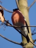 Filename=172_fotowilga~41.JPG
Filesize=245KB
Dimensions=525x700
Date added=Apr 28, 2018 172_fotowilga~41.JPG