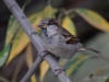 Filename=172_fotowilga~44.JPG
Filesize=244KB
Dimensions=700x525
Date added=Feb 17, 2019 172_fotowilga~44.JPG