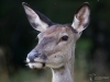 Filename=172_fotowilga~49.JPG
Filesize=250KB
Dimensions=700x525
Date added=Oct 11, 2019 172_fotowilga~49.JPG