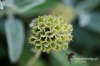 Filename=173_fotowilga~0.JPG
Filesize=96KB
Dimensions=720x480
Date added=Oct 27, 2012 173_fotowilga~0.JPG