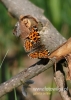 Filename=173_fotowilga~22.JPG
Filesize=84KB
Dimensions=343x480
Date added=Sep 04, 2016 173_fotowilga~22.JPG