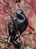 Filename=173_fotowilga~41.JPG
Filesize=289KB
Dimensions=525x700
Date added=Apr 10, 2018 173_fotowilga~41.JPG