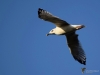 Filename=173_fotowilga~52.JPG
Filesize=170KB
Dimensions=700x525
Date added=Apr 24, 2020 173_fotowilga~52.JPG