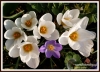 Filename=173_fotowilga~7.JPG
Filesize=143KB
Dimensions=720x520
Date added=Apr 27, 2014 173_fotowilga~7.JPG