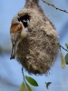 Filename=174_fotowilga~30.JPG
Filesize=281KB
Dimensions=525x700
Date added=Apr 25, 2017 174_fotowilga~30.JPG