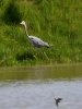 174_fotowilga~31.JPG