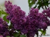 Filename=174_fotowilga~33.JPG
Filesize=299KB
Dimensions=700x525
Date added=May 21, 2017 174_fotowilga~33.JPG