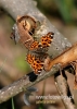 Filename=175_fotowilga~27.JPG
Filesize=88KB
Dimensions=343x480
Date added=Sep 04, 2016 175_fotowilga~27.JPG