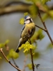 Filename=175_fotowilga~35.JPG
Filesize=231KB
Dimensions=525x700
Date added=Apr 23, 2017 175_fotowilga~35.JPG