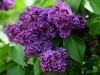 Filename=175_fotowilga~38.JPG
Filesize=337KB
Dimensions=700x525
Date added=May 21, 2017 175_fotowilga~38.JPG