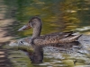 Filename=175_fotowilga~48.JPG
Filesize=316KB
Dimensions=700x525
Date added=Jan 10, 2019 175_fotowilga~48.JPG