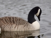 Filename=175_fotowilga~54.JPG
Filesize=237KB
Dimensions=700x525
Date added=May 06, 2019 175_fotowilga~54.JPG