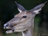 Filename=175_fotowilga~58.JPG
Filesize=262KB
Dimensions=700x525
Date added=Nov 03, 2019 175_fotowilga~58.JPG