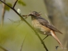 Filename=175_fotowilga~61.JPG
Filesize=252KB
Dimensions=700x525
Date added=Apr 03, 2020 175_fotowilga~61.JPG