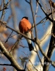 Filename=176_fotowilga~16.JPG
Filesize=88KB
Dimensions=377x480
Date added=Dec 18, 2015 176_fotowilga~16.JPG