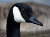 Filename=176_fotowilga~28.JPG
Filesize=202KB
Dimensions=700x525
Date added=May 20, 2019 176_fotowilga~28.JPG