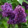 Filename=176_fotowilga~34.JPG
Filesize=409KB
Dimensions=700x690
Date added=May 21, 2017 176_fotowilga~34.JPG